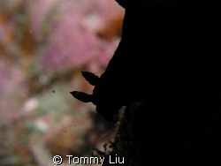 The silhouette of a nudibranch~ Different Feeling~~ by Tommy Liu 